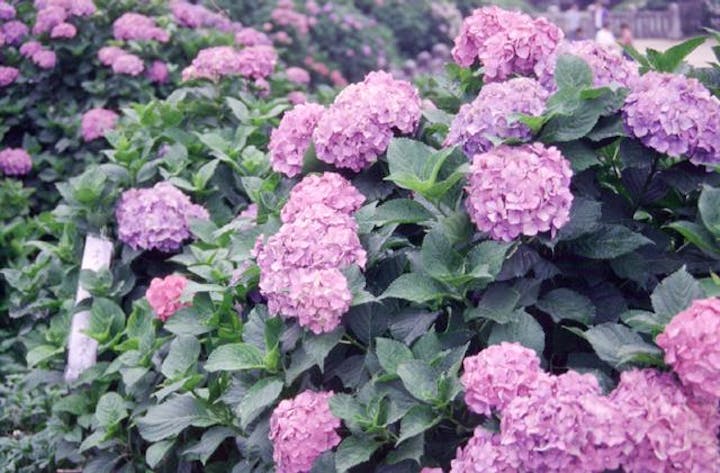 粟井神社のアジサイ