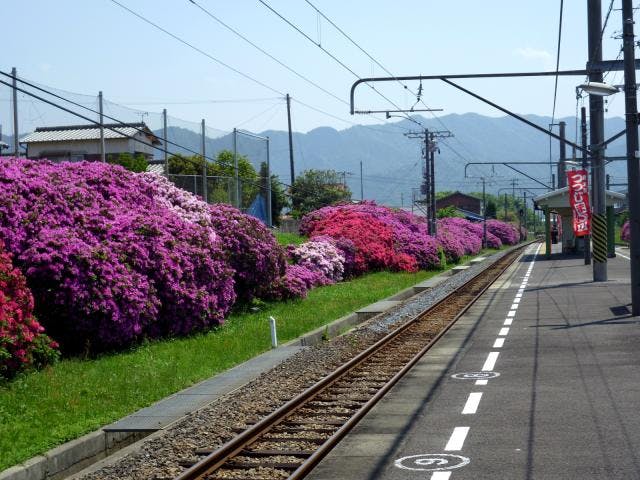 【2021年中止】豊浜駅つつじ祭り