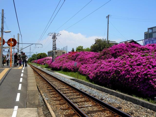豊浜駅のツツジ
