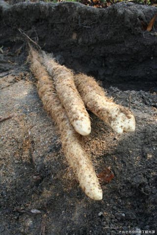 じねんじょ収穫感謝祭