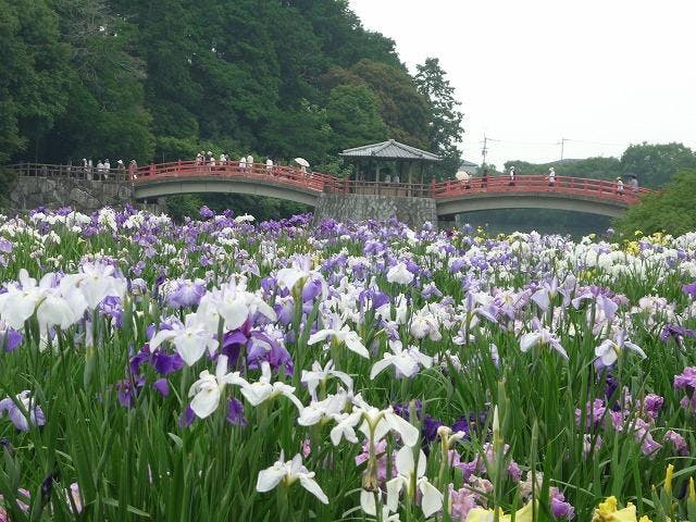 【2021年開催中止】長尾ショウブまつり