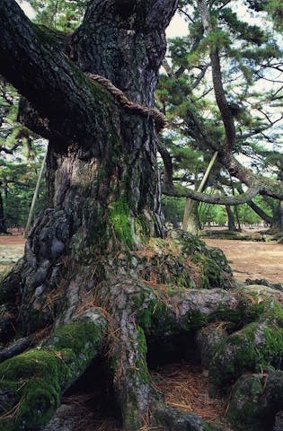 津田の松原・琴林公園