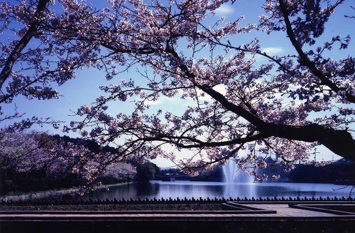 亀鶴公園の桜
