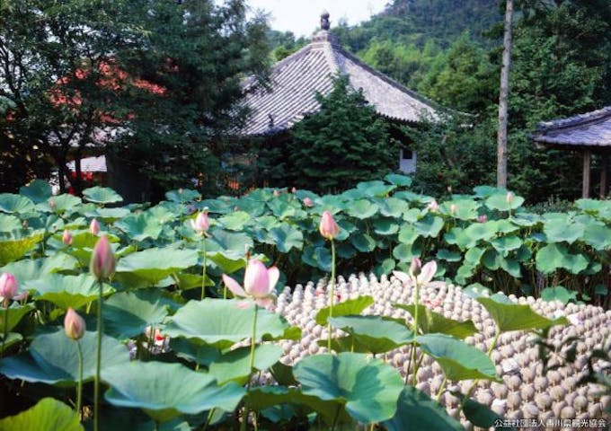 地蔵寺の古代ハス