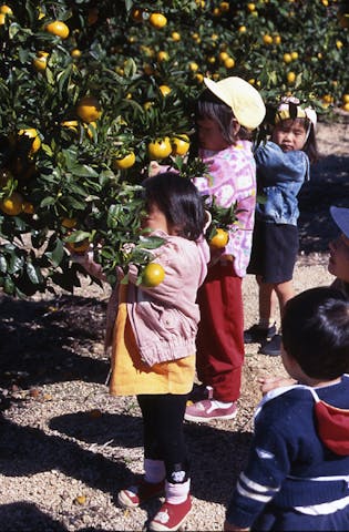 夕陽ケ丘みかん園