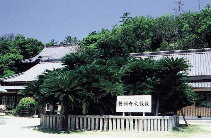 誓願寺のソテツ