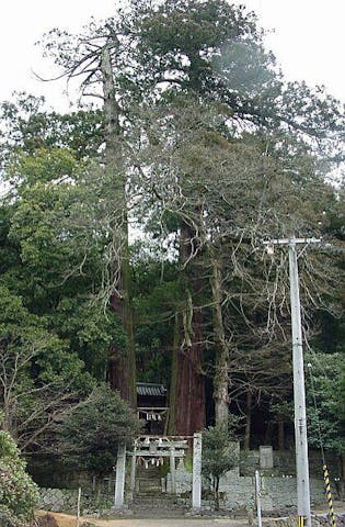 津柳二本杉熊野神社の二本杉