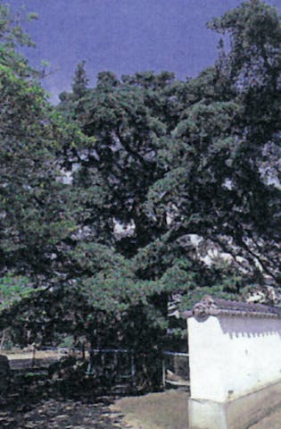 蓮成寺のイヌマキとフウラン