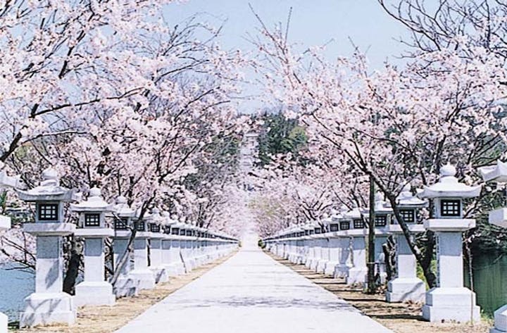 竜桜公園の桜