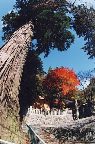杉王神社大杉