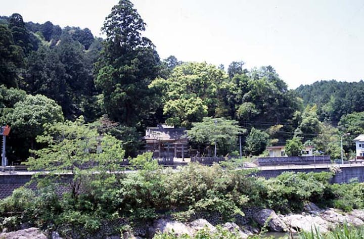 天川神社三本杉