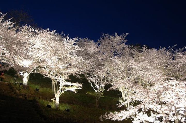 たどつさくらまつり