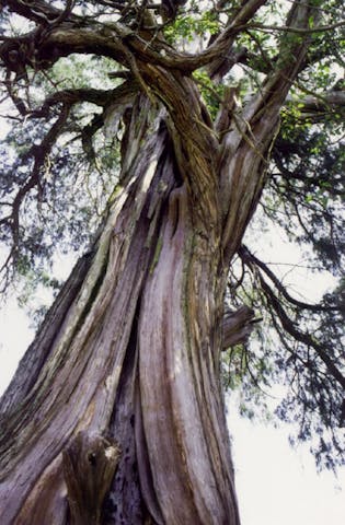 大水上神社のネズの木