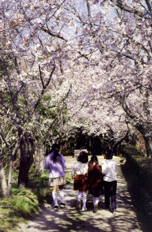 爺神公園の桜