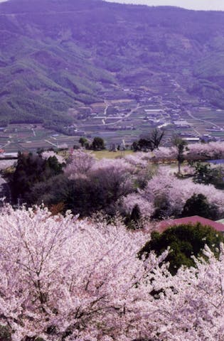 【2021年中止】朝日山森林公園桜まつり