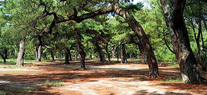 志島ヶ原の松林