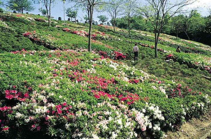 市民の森・フラワーパークのツツジ