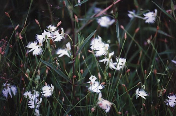 蛇越池のサギソウ