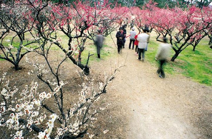 志島ヶ原の梅林
