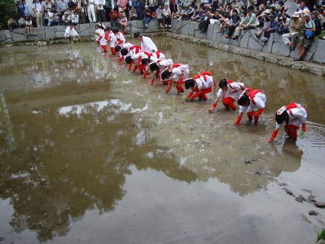 大山祇神社御田植祭