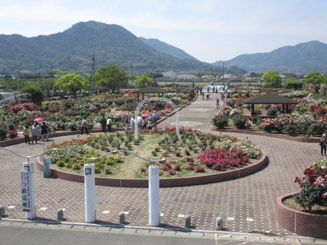 よしうみバラ公園