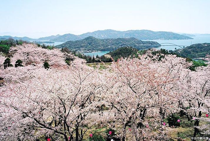 開山の桜