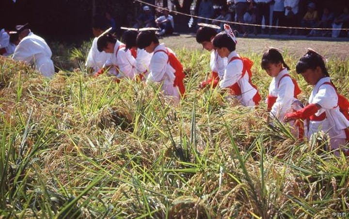 大山祇神社抜穂祭