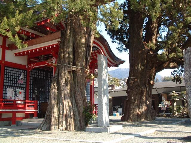 八幡神社のイブキ