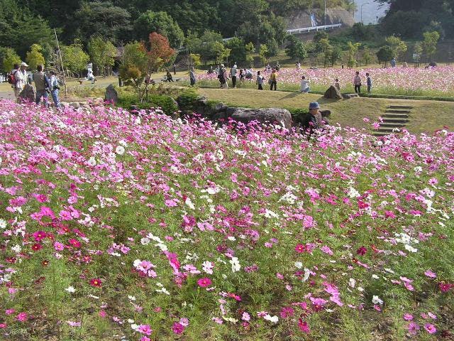 みま町コスモスまつり