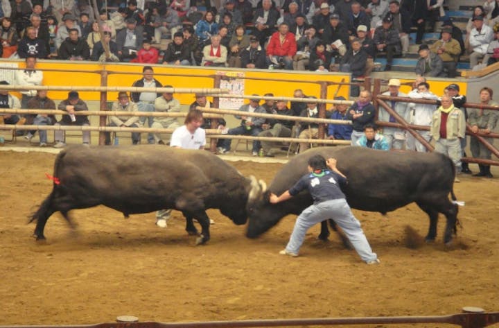 定期闘牛大会