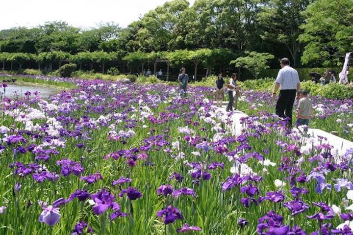 南楽園花ショウブ
