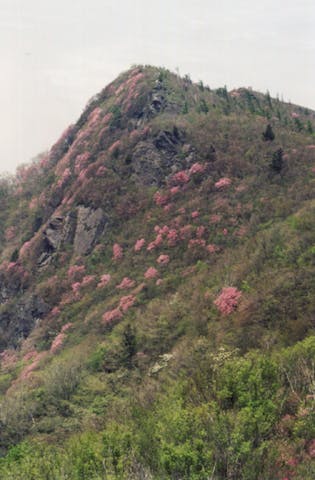 赤石山の高山植物