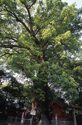 一宮神社のクスノキ群
