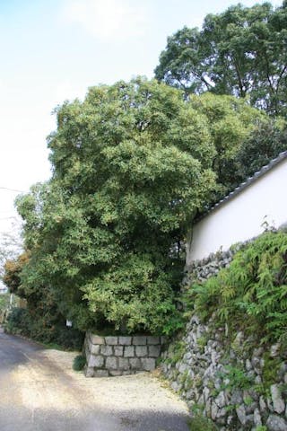 王至森寺のキンモクセイ