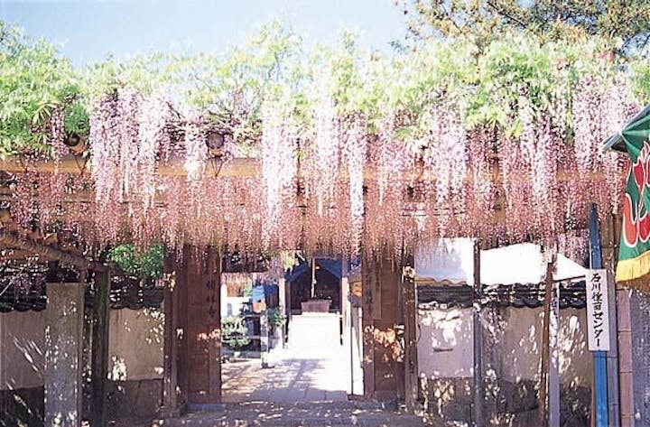 観音堂（禎祥寺）の藤