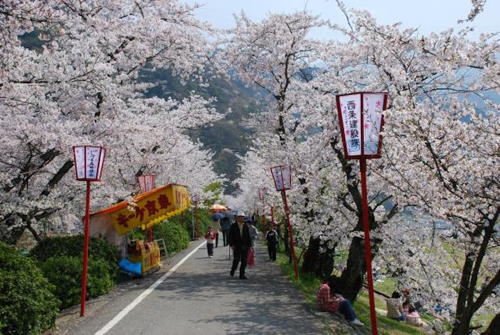 武丈公園の桜