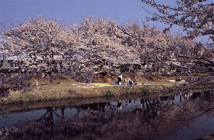 ひょうたん池桜
