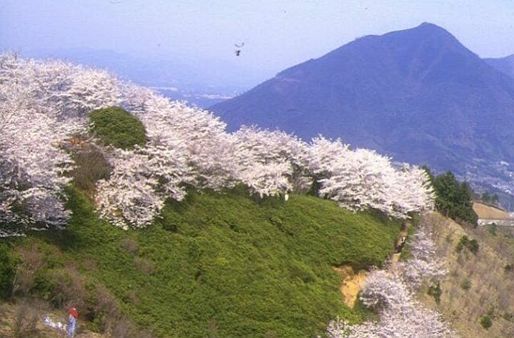 冨士山の桜