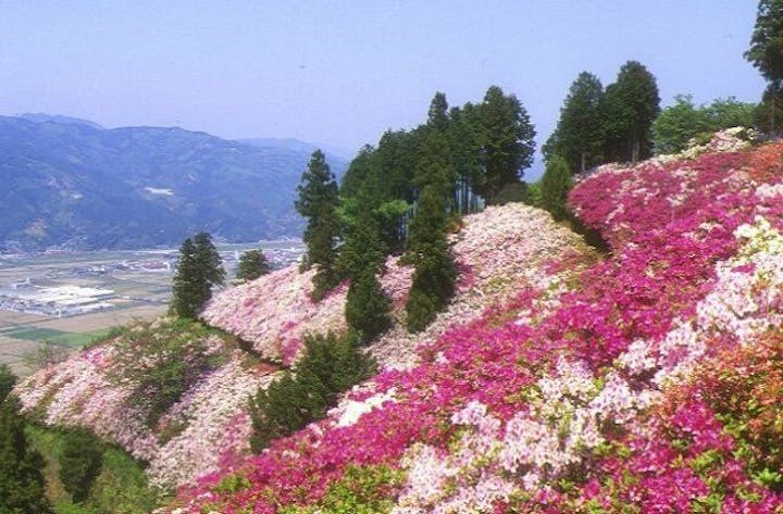 冨士山のツツジ