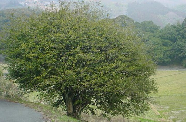 森山のサザンカ