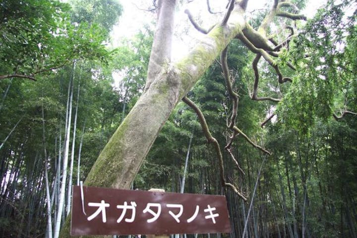 オガタマノキ（高野川神社）