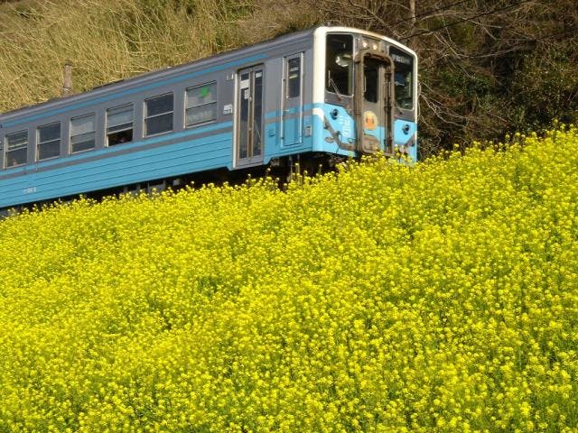 しおかぜウォークなのはな大会