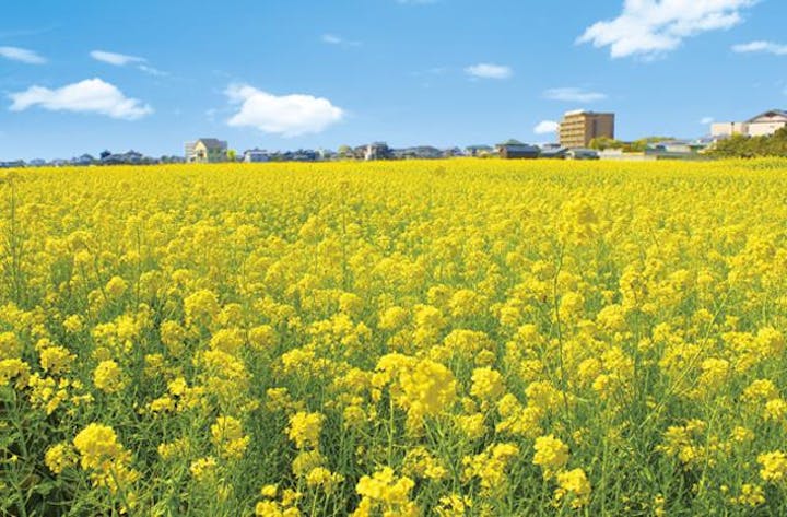 見奈良菜の花まつり