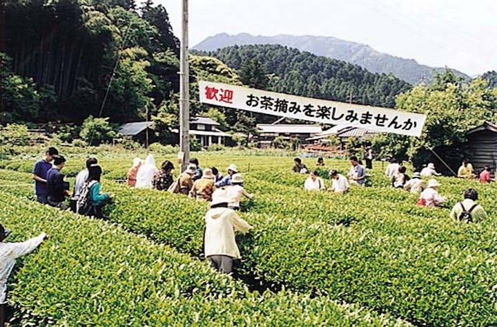【2020年中止決定】霧の森お茶まつり