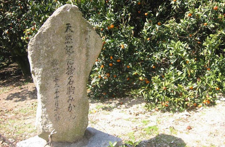 名駒ミカン（県指定天然記念物）