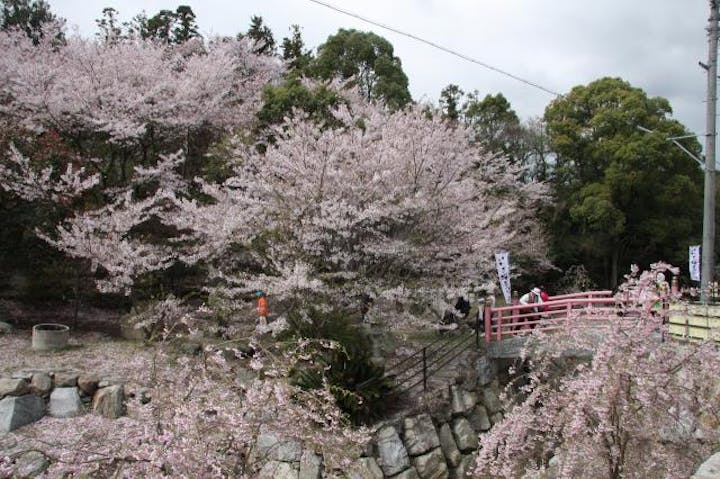 【2021年中止】いわぎ桜まつり