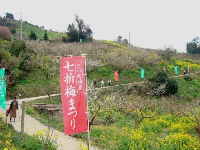 七折梅まつり