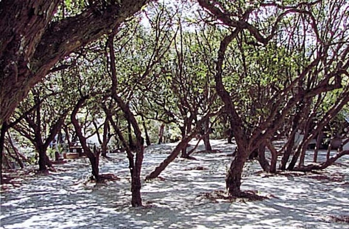 須賀公園のウバメガシ林