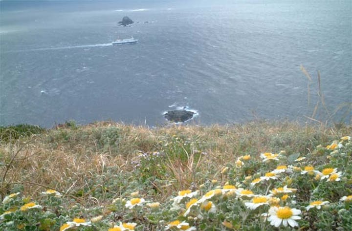高茂岬の野菊（野路菊）