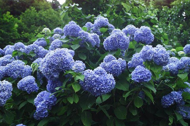 【2021年開催中止】はるのあじさいまつり＆あじさいウォーク